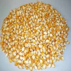 Manufacturers Exporters and Wholesale Suppliers of Yellow Corn Seeds Patan Gujarat